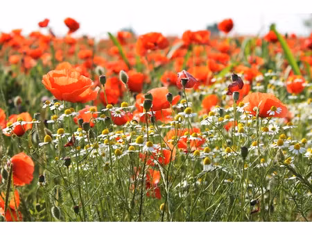 vente terrain 810 m² à hourtin (33990)  175 000 €