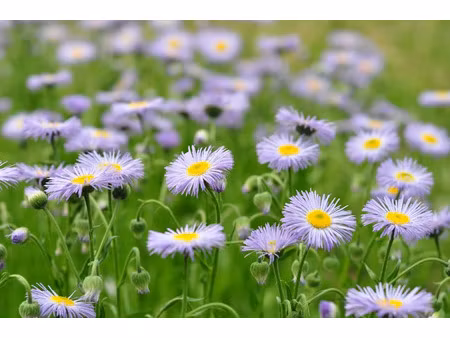 vente terrain 580 m² à biganos (33380)  200 000 €