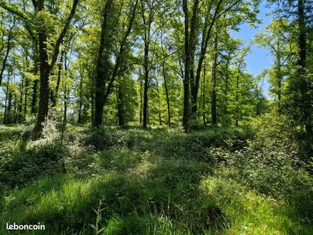 terrain bois de chasse palombiere