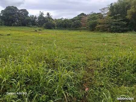 ? terrain avec un projet exceptionnel - calme & résidentiel - gripierre  petit-bourg
