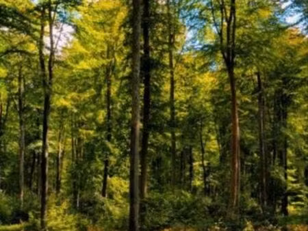 vend parcelle de forêt 5500 m2