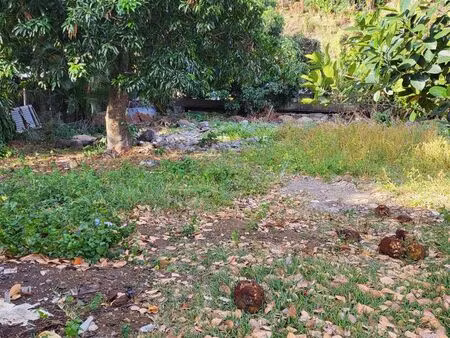 terrain riviere des pluies