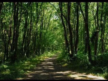 recherche parcelle bois