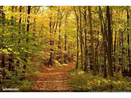 cherche a acheter forêt ou terrain boisé secteur drôme