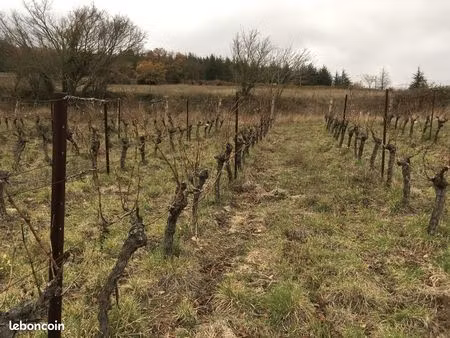 vignes certifiée bio à 350 m d’altitude  languedoc
