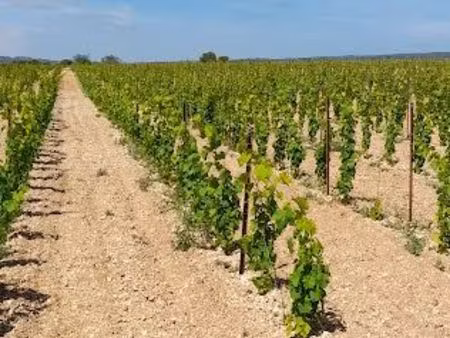 vignes