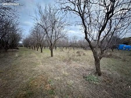 terrain agricole avec culture amandiers