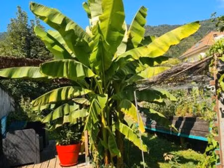 vends jardin de village