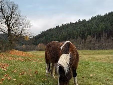 cherche terrain/ jardin / pré