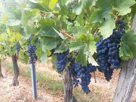 terrain 4933 m² saint emilion