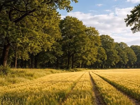 ?recherche une forêt / terrain de loisirs