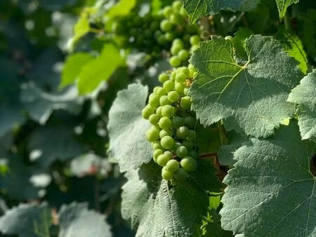 terrains vignes côte des blancs