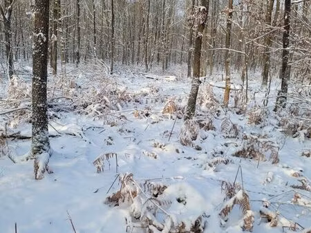 vend parcelle de bois 60