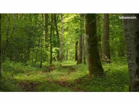 boerschois cherche parcelle de forêt