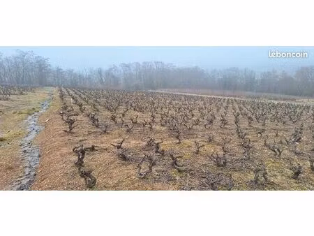 parcelle de vignes gamay