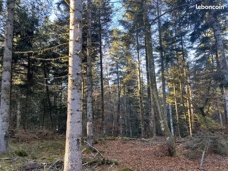 forêt du moulin de chabrol – 10 12 ha – puy-de-dôme (63)