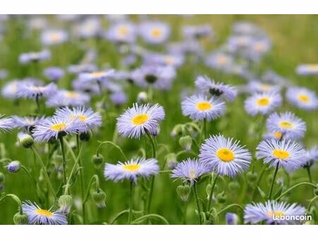 terrain 580 m² biganos