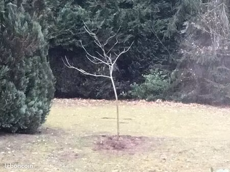 terrain oberhaslach 1000m2