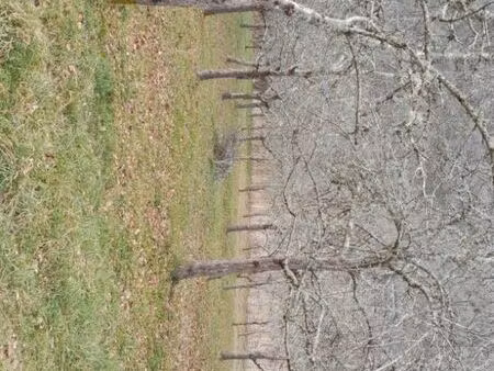 verger en pleine production