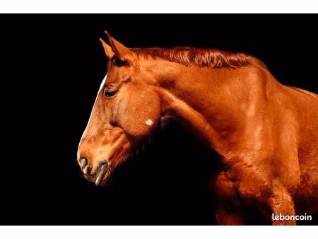 domaine touristique équestre