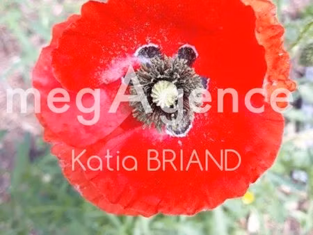 terrain 7779 m² bonchamp-les-laval