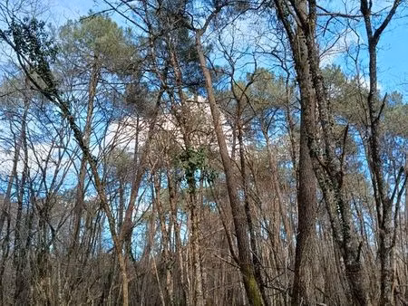 bois  forêt   terrain boisé