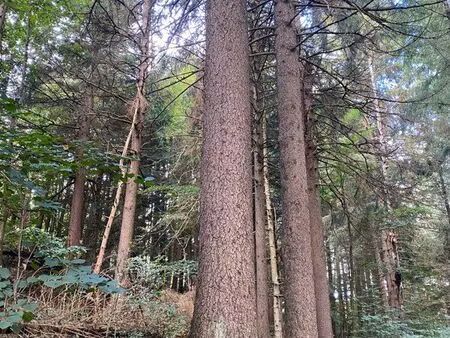 recherche parcelle bois