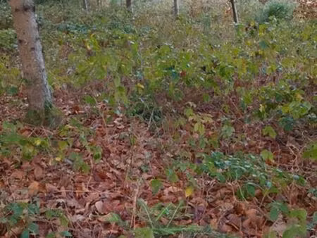 recherche parcelle de bois a acheté