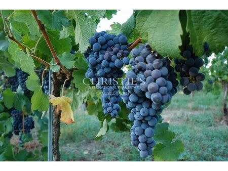 for sale turnkey vineyard estate in excellent condition! with id 3584230242