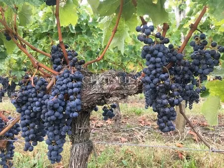 vineyard estate for sale in the heart of st emilion appellation with id 353815171