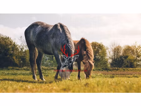 terrain la teste de buch 4200 m2