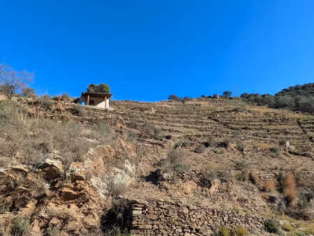 vigne a vendre a collioure  avec casot  jolie vue