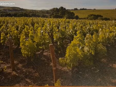 a vendre vignoble beaujolais cru moulin à vent  deux parcelles mécanisables et libre de ca