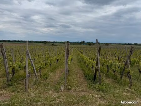 terrain avec vignes