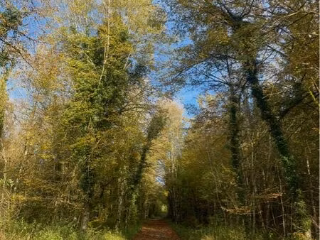 vends terrains boisée de sapins