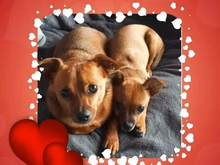 recherche maison à louer