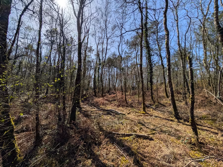 achat terrain 24 900m² campeneac 56800