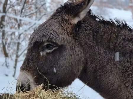 cherche terrain pour 2 ânes et 1 bouc