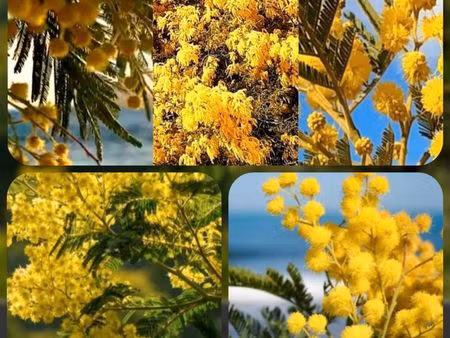 recherche 3 pièces entre mandelieu et golfejuan