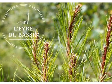 terrain 801 m² lacanau de mios