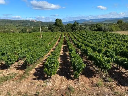 vigne cinsault