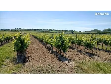 4 hectares vignes