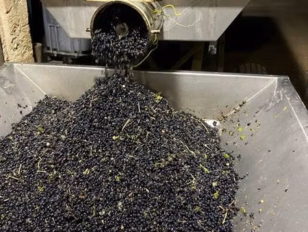 vigne chardonnay/ pinot noir