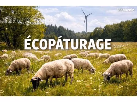terrain agricole disponible pour ecopaturage avec moutons