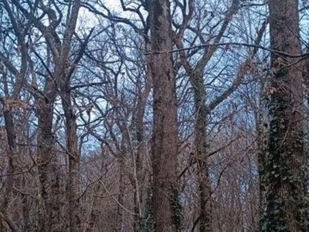 parcelles de bois