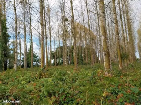 forêt à vendre - peupleraie - st gondran