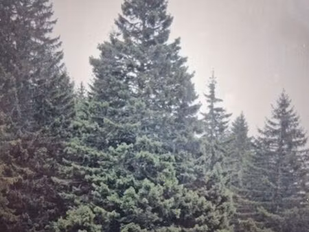 parcelle de bois épicéas