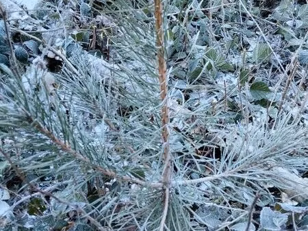 vends plantation de pins âgés d'un an 1 ha