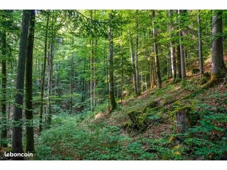 rehcerche terrain non const. forêt / pré / terrain en pente
