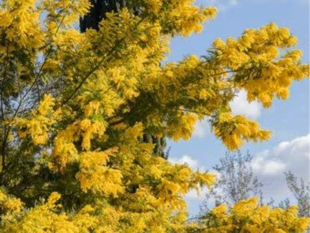 dame recherche type t1 disponible de suite